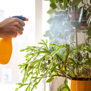 Regar plantas casa verano